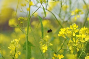 Hoe groen ben jij? 5 tips voor een duurzame(r) levensstijl