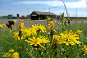Dierenknuffels op 5 oktober naar dierenarts