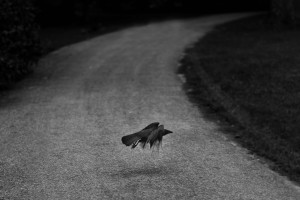 Dark nature no 1