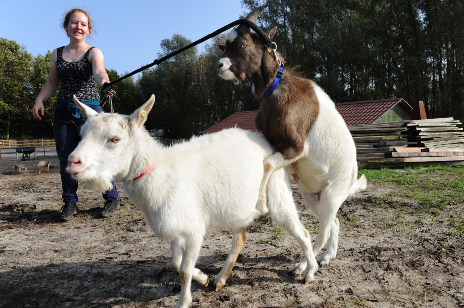 Boerderij op IJburg is verhuisd