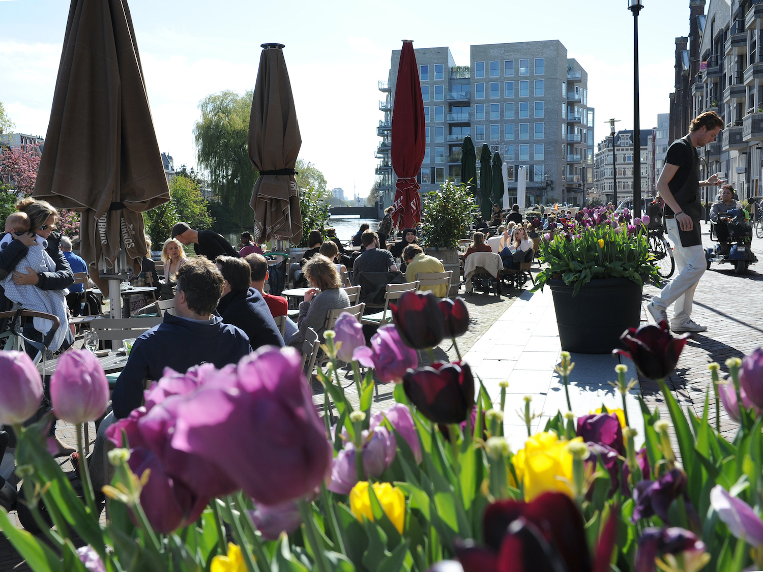 Tips voor een groener Oost: bloembollen planten