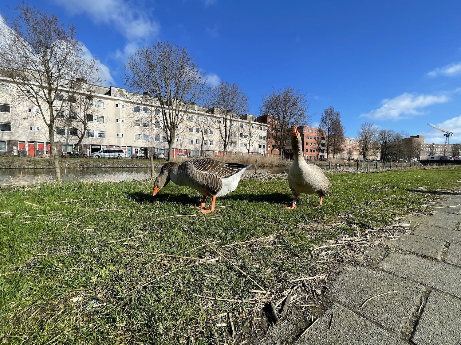 Rattenoverlast in Oost neemt toe: voorlichtingsbijeenkomsten