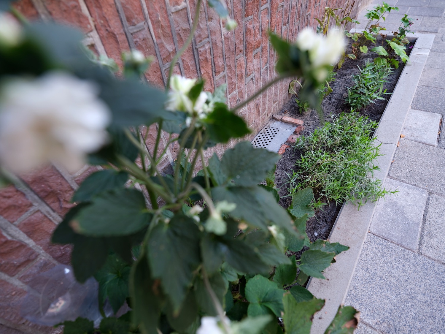 Kleurrijk plantenpakket bij aanvraag van een geveltuintje