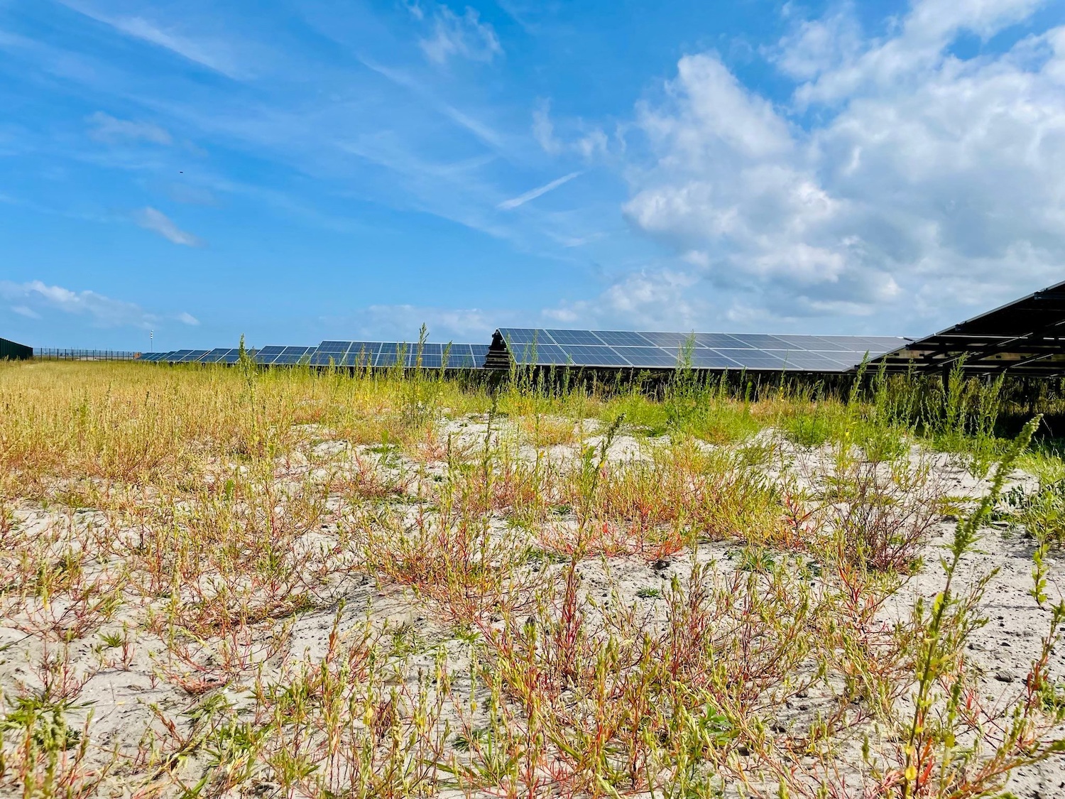 Primeur voor Amsterdam: zonneweide op Strandeiland geopend