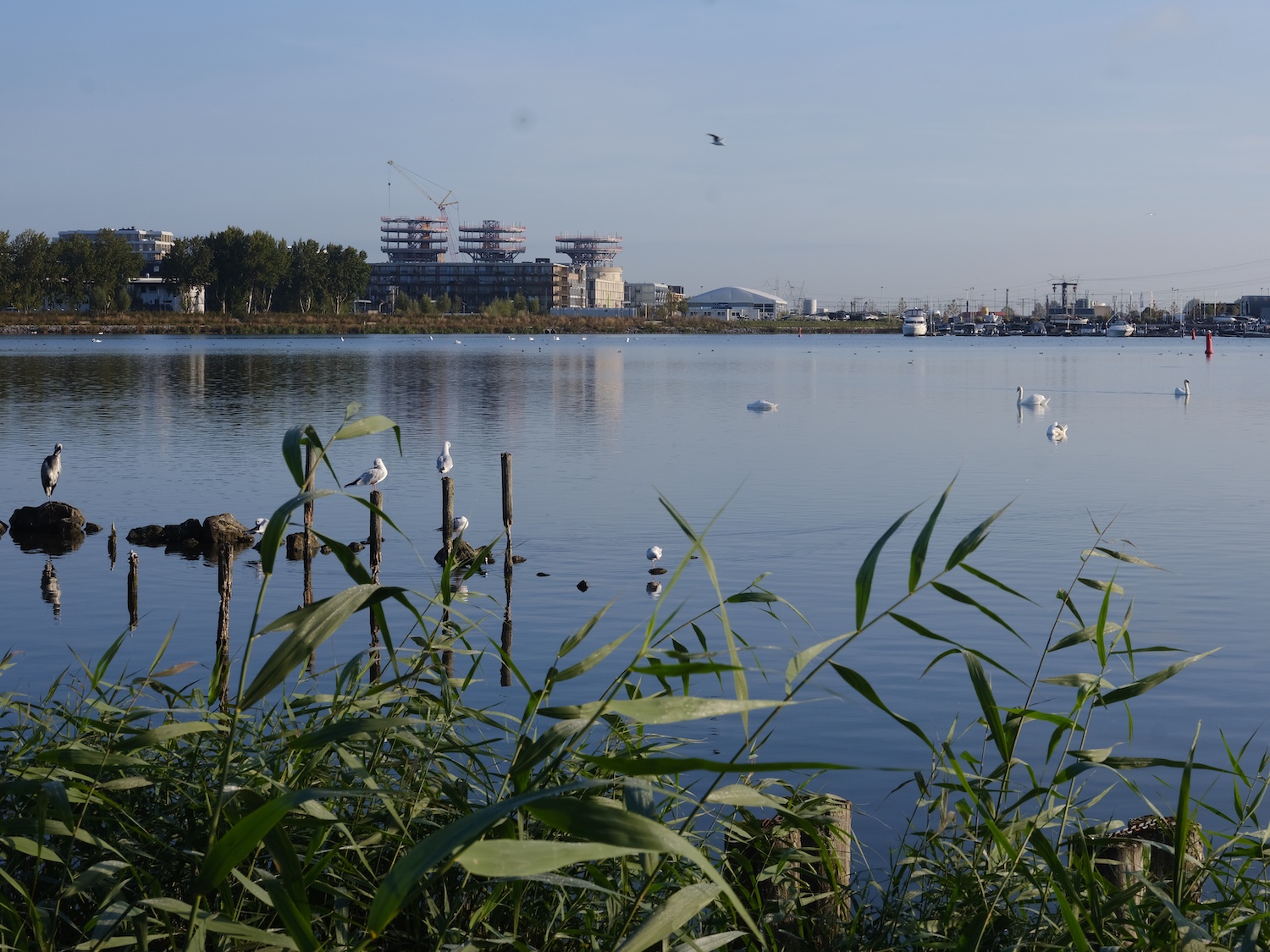 Alle zwanen verzamelen zich